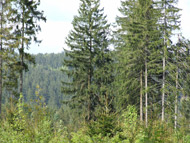 Ferienwohnung Das Traute Heim in Thiemitz