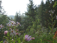 Ferienwohnung Das Traute Heim in Thiemitz